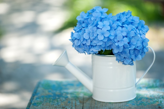 hortensia bleu dans un arrosoir sur fond naturel dans le jardin