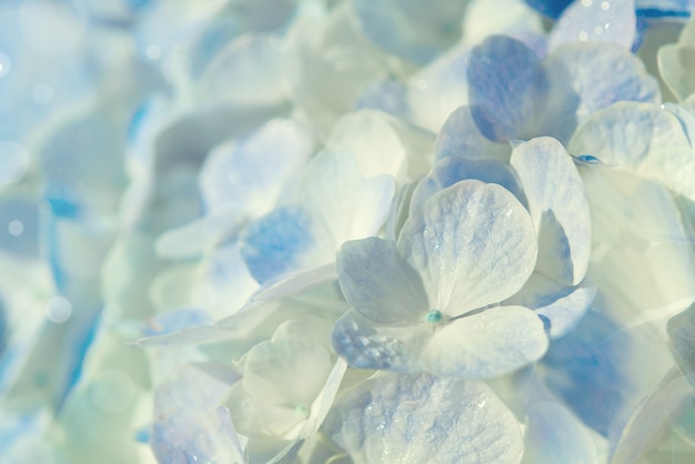 Hortensia bleu dans la nature pour le fond