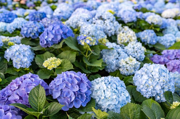 L'hortensia bleu fleurit dans le jardin