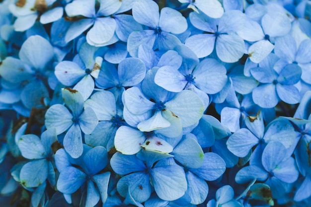 Hortensia bleu Hydrangea macrophylla ou fleur d'Hortensia ou fleur bleue faible profondeur de champ pour une douce sensation de rêve