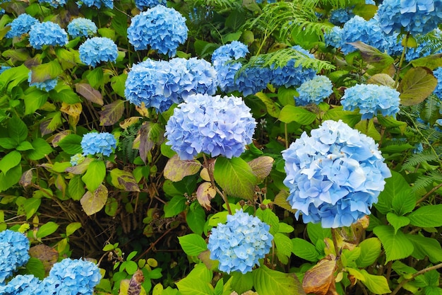 hortensia bleu