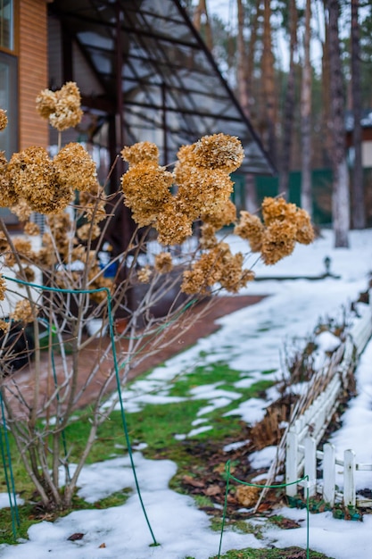 Photo hortensia à branche sèche sur un buisson dans le jardin en hiver