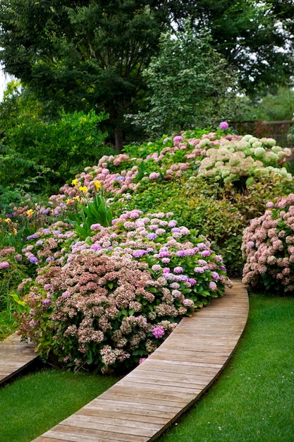 Hortensia dans un jardin