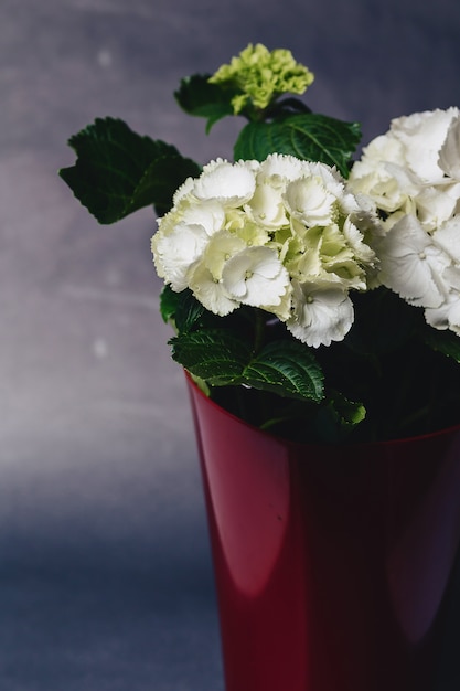 Hortensia dans un vase sur fond sombre