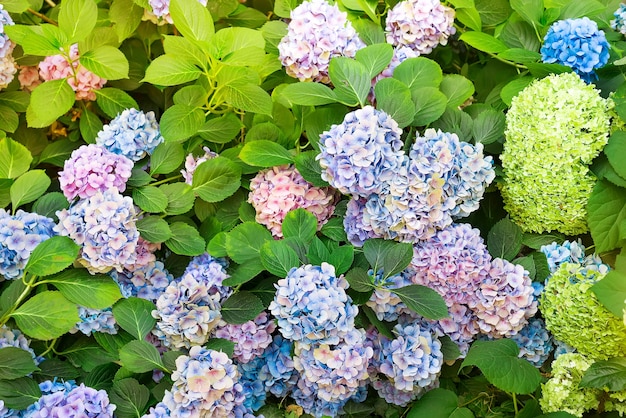 L'hortensia est des fleurs roses, bleues et violettes