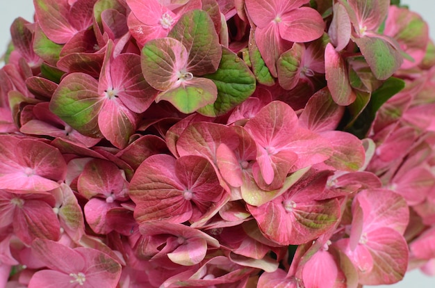 Hortensia fleur pour le fond