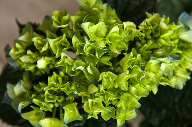 Hortensia fleurs vertes agrandi fond. Catalogue de fleuriste, nature, travail de fleuriste, concept de toile de fond cadeau