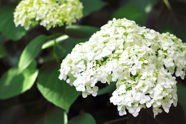 Photo hortensia en fleurs