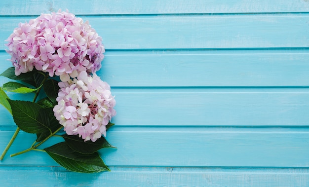 Hortensia sur fond bleu. Espace pour écrire.