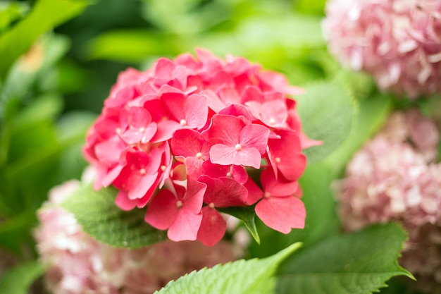 Hortensia frais fleurs rouge vif et fond de feuilles vertes