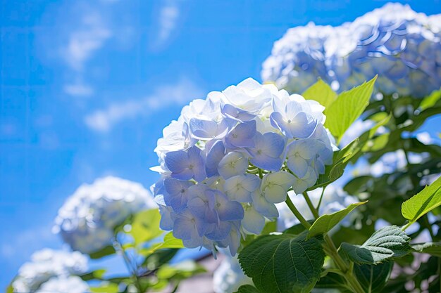 Hortensia français bleu sous le ciel bleu