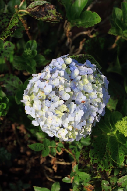 Hortensia français ou Hydrangea macrophylla