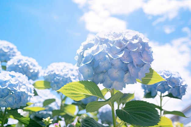 Photo hortensia française bleue sous le ciel bleu