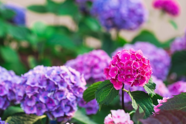 Hortensia ou hortensia violet et rose en fleurs