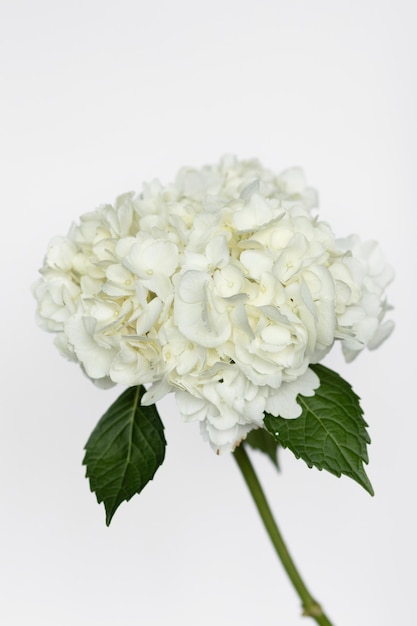 Hortensia Jumbo blanc sur fond blanc