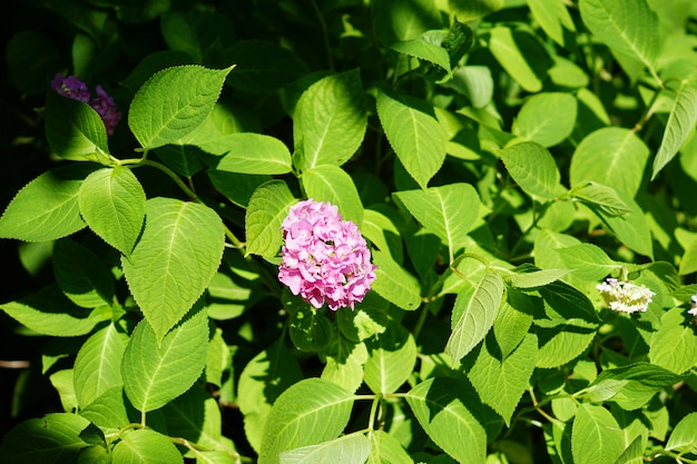 Hortensia rose en fleurs dans le jardin, gros plan