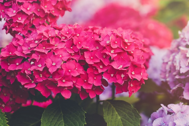 Hortensia rose en fleurs ou hortensia, espace copie