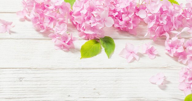 Hortensia rose sur fond de bois blanc