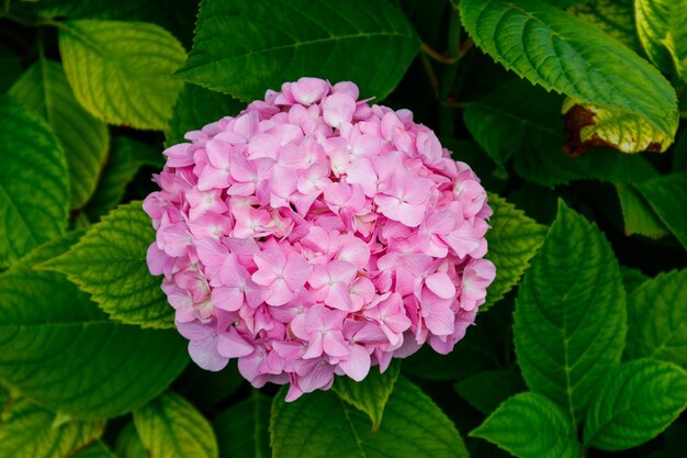 Hortensia rose ou hortensia dans un jardin