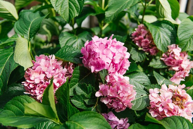 Hortensia rose à larges feuilles dans le jardin