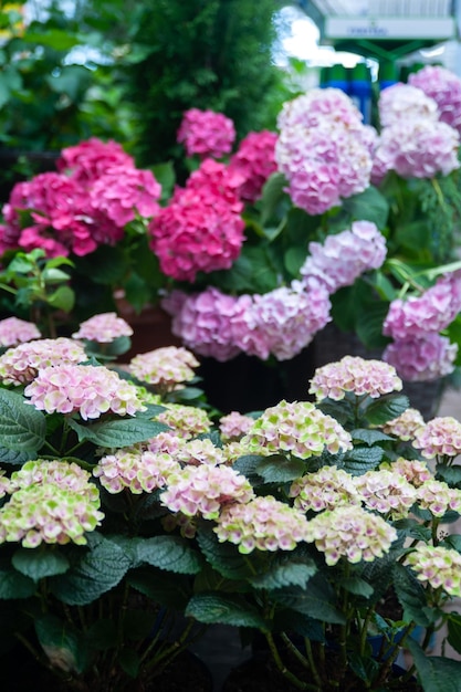 Hortensia rose en pots dans un magasin de fleurs jardinage