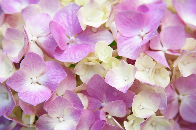 Photo hortensia rose