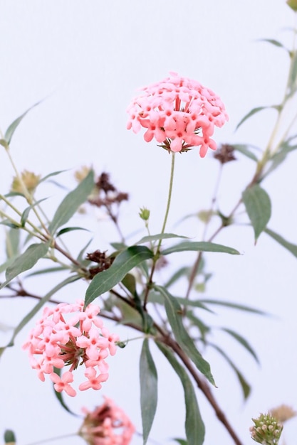 Hortensia rosea vue d'angle gros plan