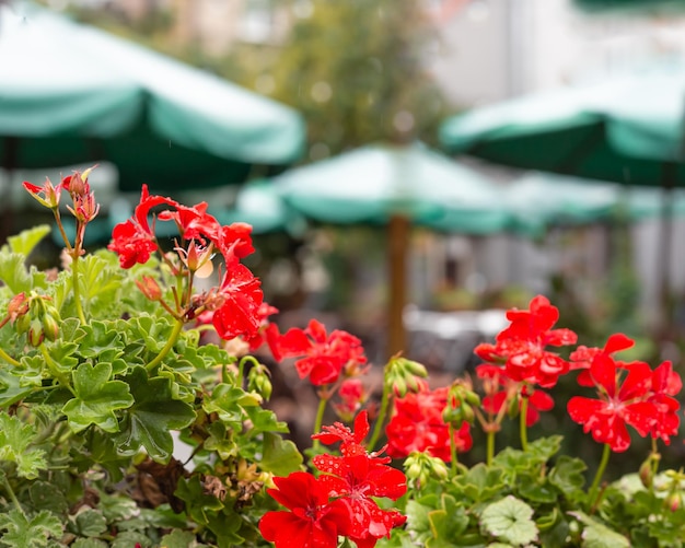Hortensia rouge fleurs restaurant terrasse extérieure ou décoration de café extérieur pub vert défocalisé ext
