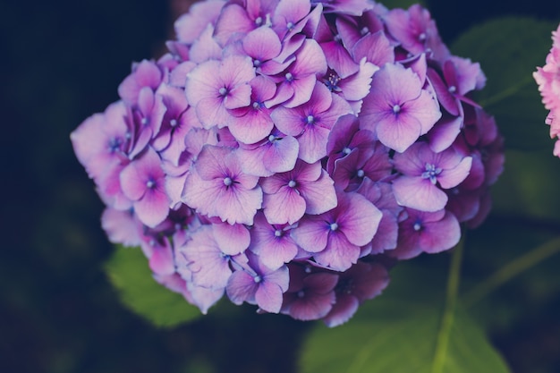 Hortensia violet en fleurs ou hortensia dans le jardin