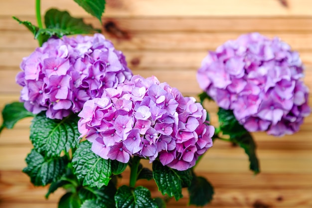 hortensia violet sur fond de clôture en bois hortensia macrophylla violet hortensia flower bush