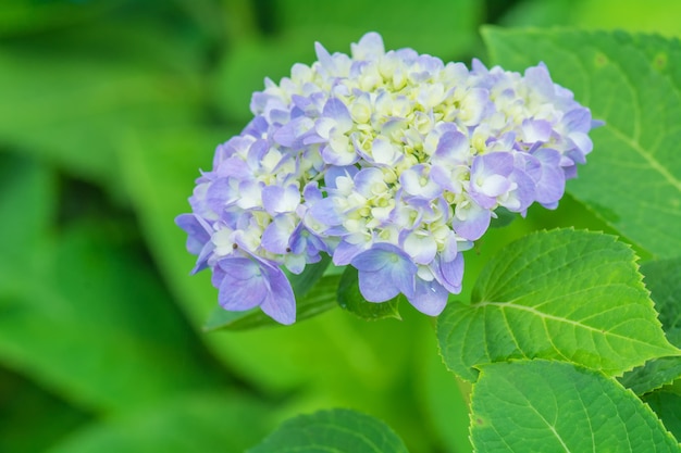 Hortensia