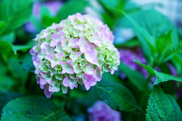 Hortensia.