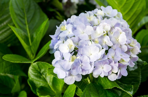 Hortensias fleurs avec feuilles