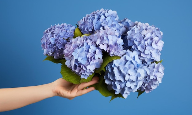 Photo des hortensias à la main