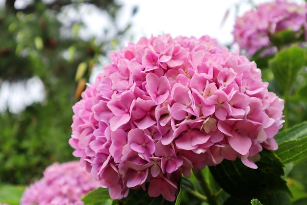 Photo des hortensias roses vues de près