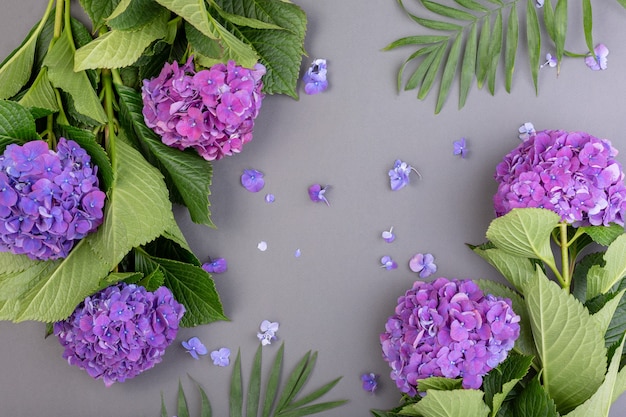 Hortensias violets frais avec des feuilles vertes sur une surface grise