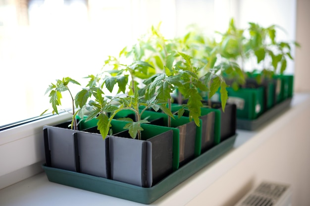 Horticulture Semis de tomates dans une boîte sur la fenêtre sous la lumière du soleil Soins des plantes de printemps