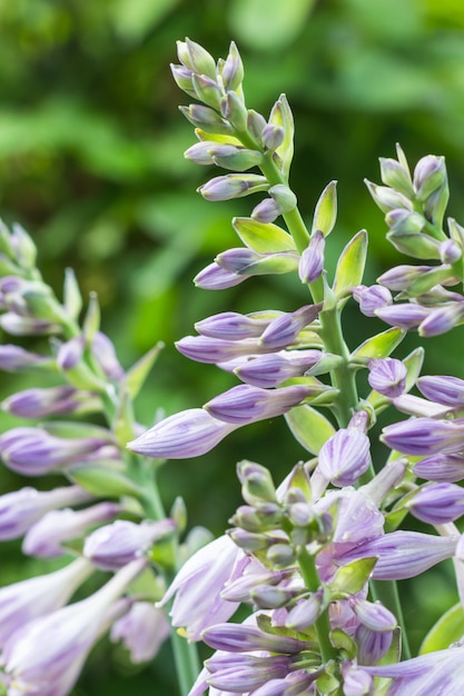 Photo hosta en fleurs dans le jardin