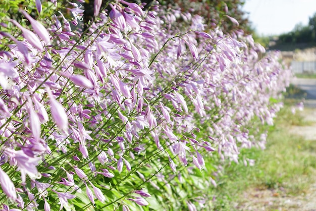 Hosta de fleurs poussant dans le jardin d'été Mise au point sélective