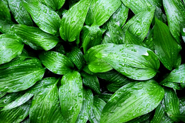 Hosta lancifolia vert laisse naturel