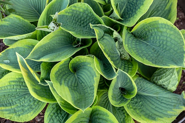 Hosta luxuriant dans le jardin Fleurs vivaces jardinage aménagement paysager Hosta cultivar Frances Williams