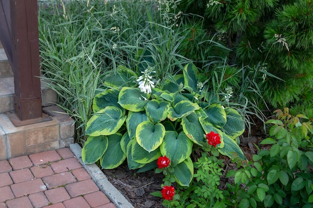 Hosta luxuriant sur un lit de fleurs dans le parc. Aménagement paysager, plantes vivaces.