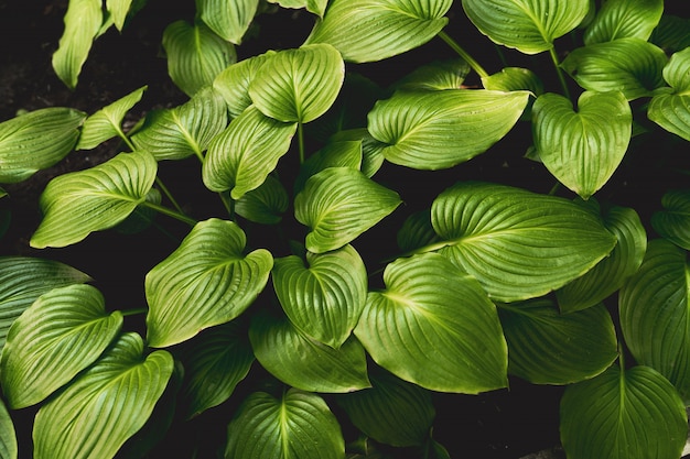 Hosta. Plaintain Lily. Hosta Japonica