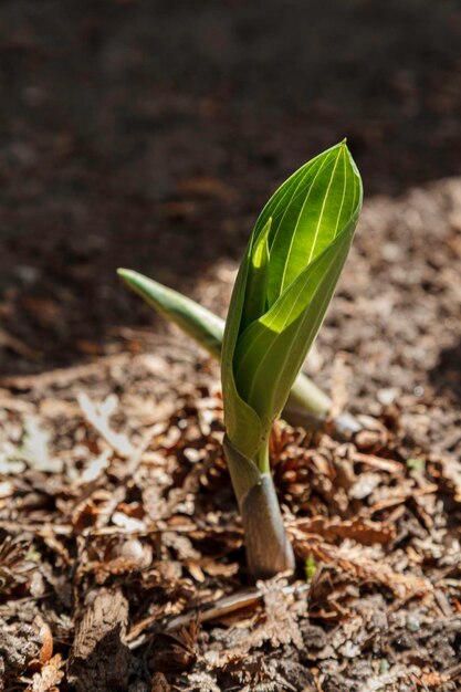 Hostas poussant à travers le sol au printemps