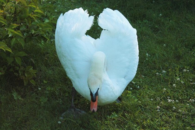 L'hôte du troupeau de cygnes prend une pose guerrière et protège les jeunes