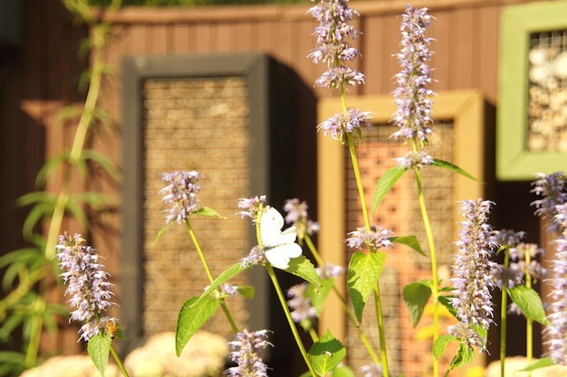 Photo l'hôtel des insectes