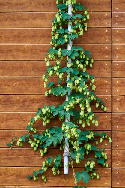 Houblon de bière sur un mur en bois