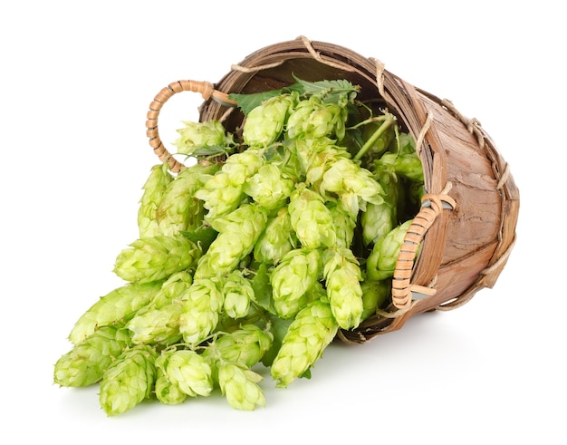 Le houblon dans un panier en bois isolé sur fond blanc