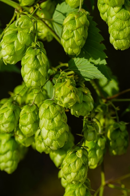 Le houblon fleurit en été de beaux cônes.