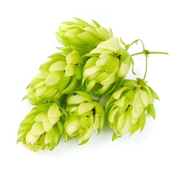 Houblon en fleurs avec des feuilles sur fond blanc